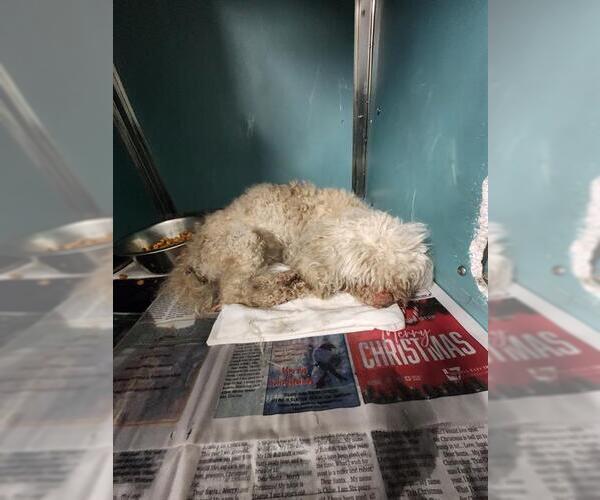 Medium Photo #1 Poodle (Miniature)-Unknown Mix Puppy For Sale in San Antonio, TX, USA