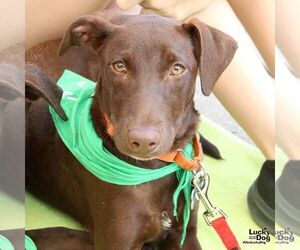 Labrador Retriever-Retriever Mix Dogs for adoption in Washington, DC, USA