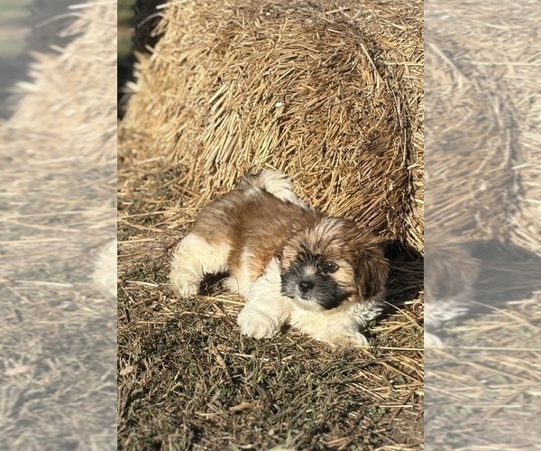 Medium Photo #5 Shorkie Tzu-Yorkshire Terrier Mix Puppy For Sale in CENTRALIA, IL, USA