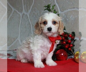 Cavachon Puppy for sale in GORDONVILLE, PA, USA