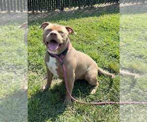 American Pit Bull Terrier Dogs for adoption in Evansville, IN, USA