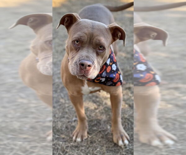 Medium Photo #1 Mutt Puppy For Sale in Great Bend, KS, USA