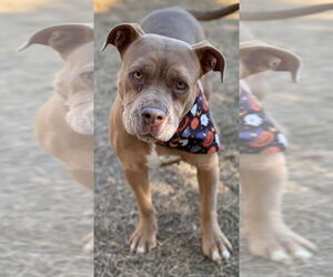 Mutt Dogs for adoption in Great Bend, KS, USA