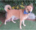 Small German Shepherd Dog Mix