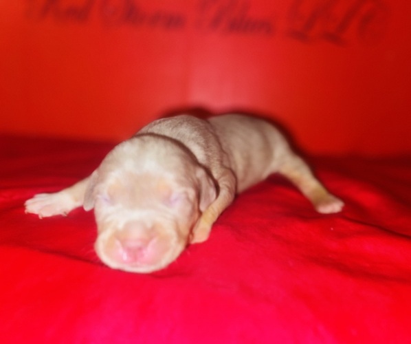 Medium Photo #1 American Bully Puppy For Sale in TRENTON, NJ, USA