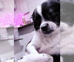 Small #1 Shih Tzu Mix