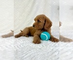 Small #1 Goldendoodle (Miniature)
