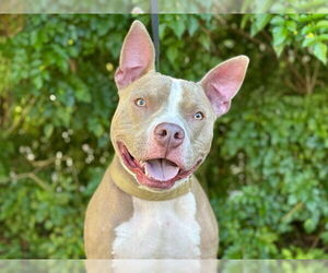 American Bulldog Dogs for adoption in Tavares, FL, USA