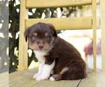 Small #1 Aussie-Poo