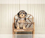 Puppy 8 Goldendoodle (Miniature)