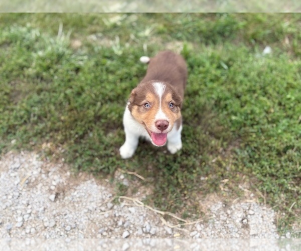 Medium Photo #5 Border Collie-Bordoodle Mix Puppy For Sale in AMES, IA, USA