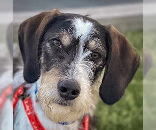 Medium Photo #2 German Shorthaired Pointer-Unknown Mix Puppy For Sale in Huntley, IL, USA