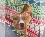 Small #1 Mutt
