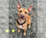 Small #1 Carolina Dog-Pharaoh Hound Mix