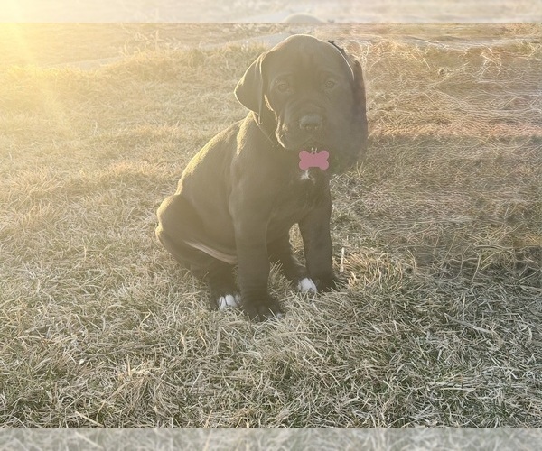 Medium Photo #2 Great Dane Puppy For Sale in OLATHE, CO, USA