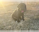 Small Photo #23 Great Dane Puppy For Sale in OLATHE, CO, USA