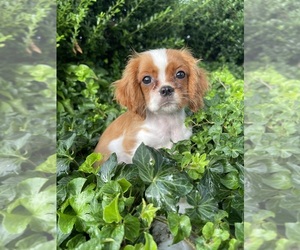 Cavalier King Charles Spaniel Puppy for sale in HONEY BROOK, PA, USA