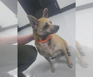Chihuahua Dogs for adoption in Temple, TX, USA