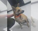 Small Chihuahua Mix