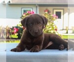 Small Photo #1 Labrador Retriever Puppy For Sale in MYERSTOWN, PA, USA