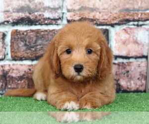 Goldendoodle Puppy for sale in BEL AIR, MD, USA