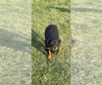 Small Photo #2 Rottweiler Puppy For Sale in ELLENVILLE, NY, USA