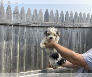 Yorkshire Terrier Puppy for sale in AMSTERDAM, MO, USA