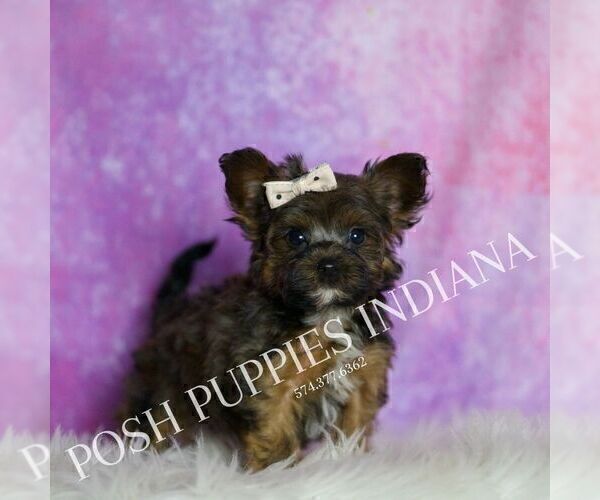 Medium Photo #2 Yorkipoo Puppy For Sale in WARSAW, IN, USA