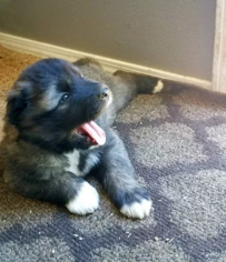 Caucasian Shepherd Dog Puppy for sale in KUNA, ID, USA