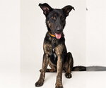 BRIAR - Male Holland Shepherd Dog for Adoption - Small photo