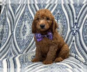 Goldendoodle (Miniature) Puppy for sale in LAKELAND, FL, USA