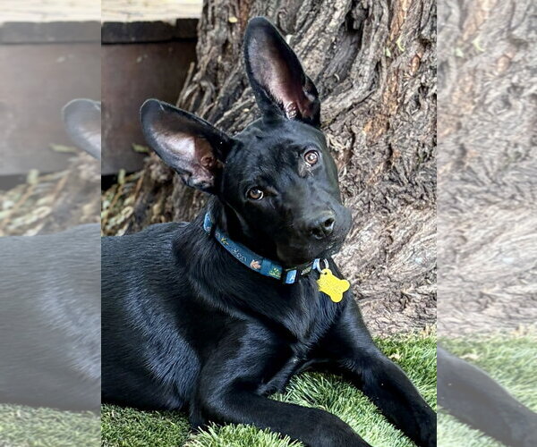 Medium Photo #1 Mutt Puppy For Sale in Sandy, UT, USA