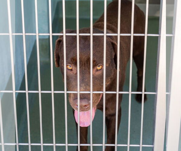 Medium Photo #1 Labrador Retriever Puppy For Sale in Pasadena, CA, USA