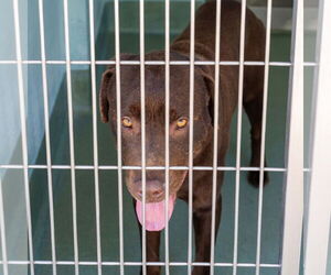 Labrador Retriever Dogs for adoption in Pasadena, CA, USA