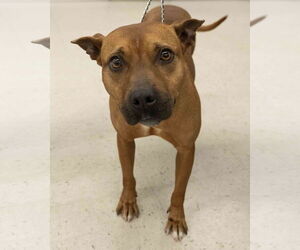 Mutt Dogs for adoption in Wilmington, NC, USA