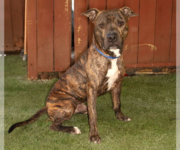 Medium Photo #3 American Staffordshire Terrier-Unknown Mix Puppy For Sale in Oakland Park, FL, USA