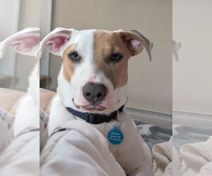 Mutt Dogs for adoption in St. Louis Park, MN, USA