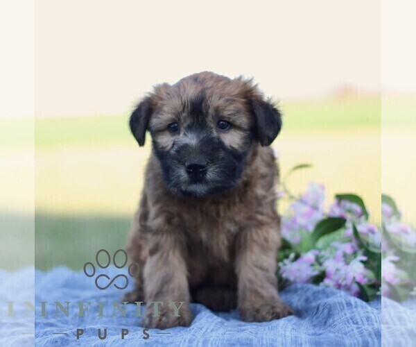 Medium Photo #2 Soft Coated Wheaten Terrier Puppy For Sale in LITITZ, PA, USA