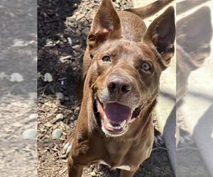 Australian Kelpie-Unknown Mix Dogs for adoption in Santa Maria, CA, USA