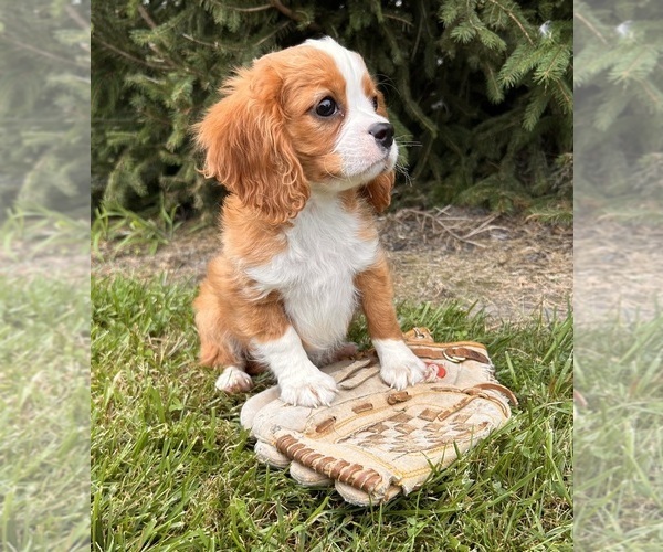 Medium Photo #4 Cavalier King Charles Spaniel-Miniature Bernedoodle Mix Puppy For Sale in MIDDLEBURY, IN, USA