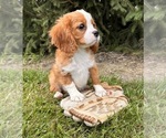 Small #3 Cavalier King Charles Spaniel-Miniature Bernedoodle Mix