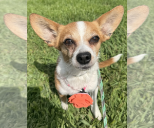 Chihuahua Dogs for adoption in Newport Beach, CA, USA