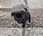 Small Photo #7 German Shepherd Dog-Siberian Husky Mix Puppy For Sale in CENTRAL POINT, OR, USA