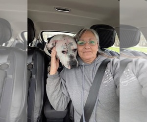 Kuli — Courtesy Post - Male Mutt Dog for Adoption - Photo #5
