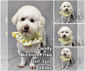 Bichon Frise Dogs for adoption in Seattle, WA, USA