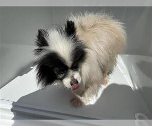Pomeranian-Unknown Mix Dogs for adoption in Houston, TX, USA