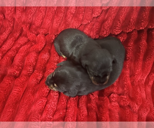 Medium Photo #1 Dachshund Puppy For Sale in EUGENE, OR, USA