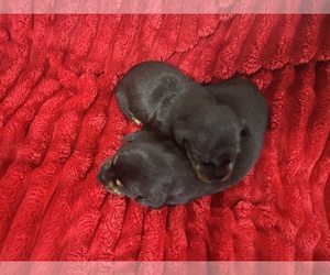 Dachshund Puppy for sale in EUGENE, OR, USA
