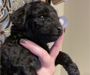 Australian Labradoodle Puppy for sale in COLCHESTER, CT, USA