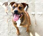 Small #1 American Pit Bull Terrier-German Shepherd Dog Mix